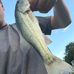 Meet your Posher, Asa